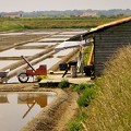 marais - Ile de Ré