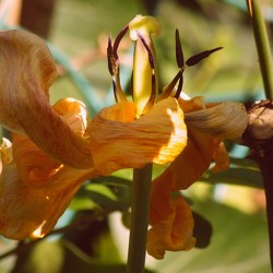 Dans mon jardin